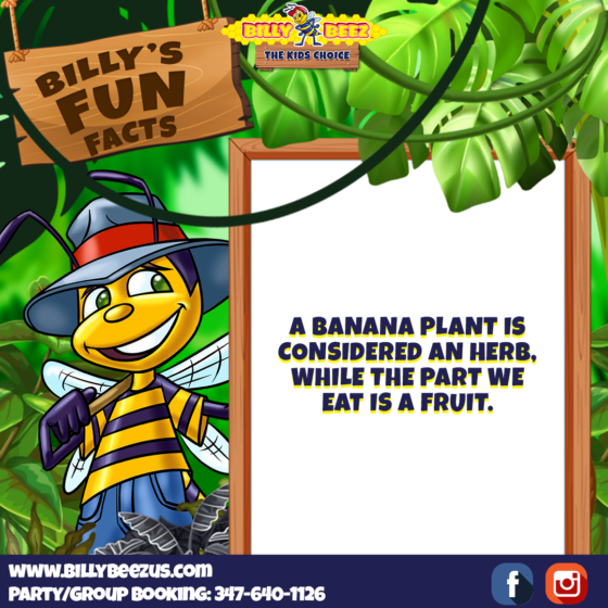 Billy's Fun Facts: A banana plant is considered an herb, while the part we eat is a fruit. www.billybeezus.com Party/Group Booking: 347-640-1126