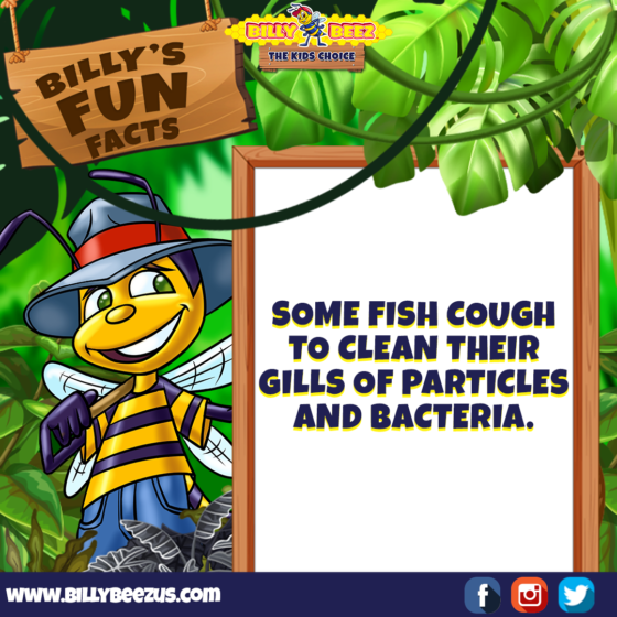 Billy's Fun Facts: Some fish cough to clean their gills of particles and bacteria. www.billybeezus.com Party/Group Booking: 347-640-1126