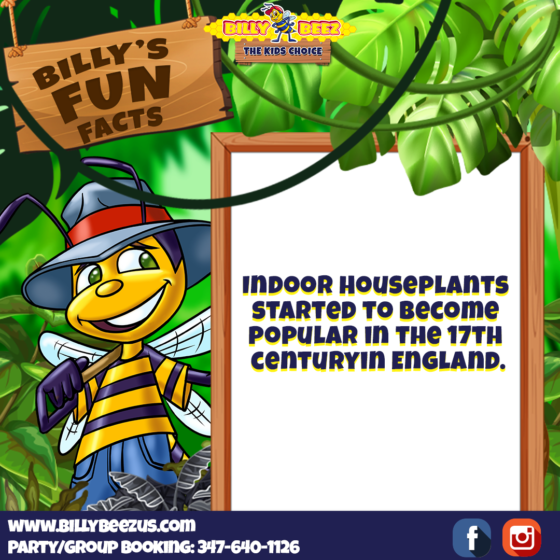 Billy's Fun Facts: Indoor houseplants started to become popular in the 17th century in England. www.billybeezus.com Party/Group Booking: 347-640-1126