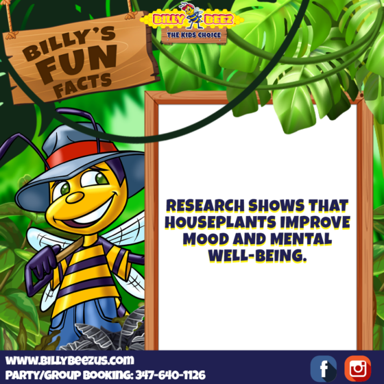 Billy Beez The Kids Choice Billy's Fun Facts Research shows that houseplants improve mood and mental well-being. www.billybeezus.com Party/Group Booking: 347-640-1126