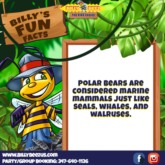 Billy's Fun Facts: Polar bears are considered marine mammals just like seals, whales, and walruses. www.billybeezus.com Party/Group Booking: 347-640-1126