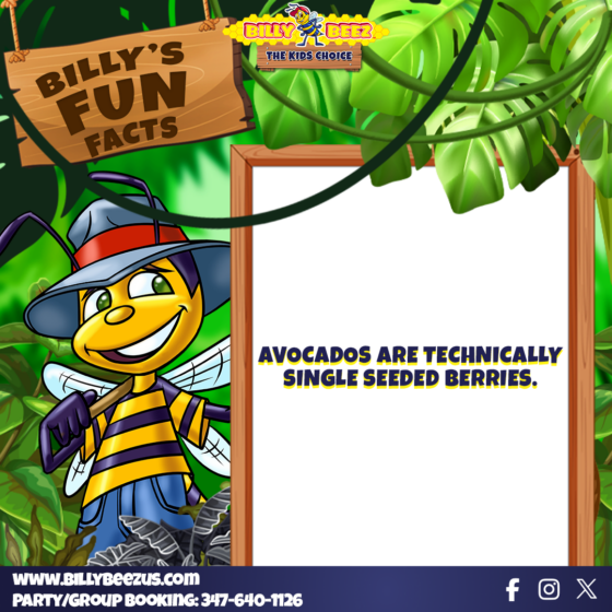 Billy Beez The Kid's Choice Billy's Fun Facts Avocados are technically single seeded berries. www.billybeezus.com Party/Group Booking: 347-640-1126