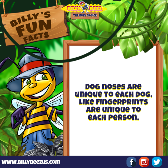 Billy's Fun Facts: Dog noses are unique to each dog, like fingerprints are unique to each person. www.billybeezus.com Party/Group Booking: 347-640-1126