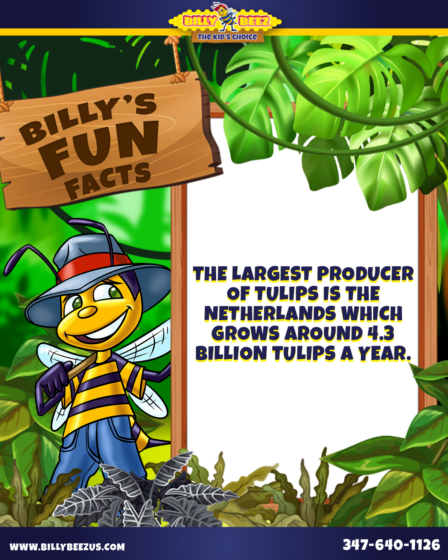 Billy Beez The Kids Choice Billy's Fun Facts The largest producer of tulips is The Netherlands which grows around 4.3 billion tuilips a year. www.billybeezus.com 347-640-1126