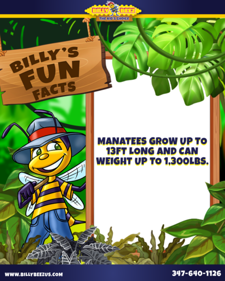Billy Beez The Kids Choice Billy's Fun Facts Manatees grow up to 13ft long and can weigh up to 1,300lbs. www.billybeezus.com 347-640-1126