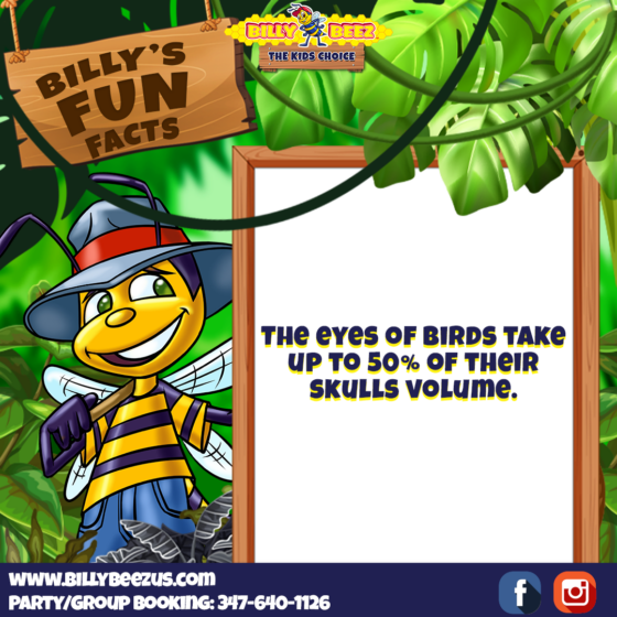Billy Beez The Kids Choice Billy's Fun Fcats The eyes of birds take up to 50% of their skulls volume. www.billybeezus.com Party/Group Booking: 347-640-1126