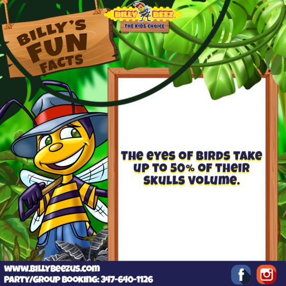 Billy Beez
The Kids Choice
Billy's Fun Fcats
The eyes of birds take up to 50% of their skulls volume.
www.billybeezus.com
Party/Group Booking: 347-640-1126