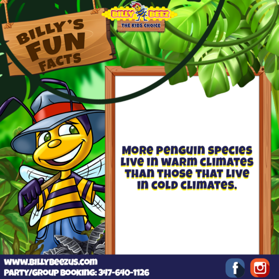 Billy's Fun Facts: More penguin species live in warm climates than those that live in cold climates. www.billybeezus.com Party/Group Booking: 347-640-1126