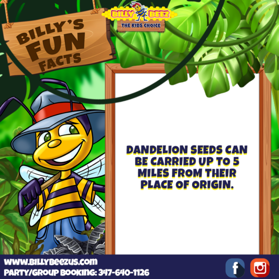 Billy's Fun Facts: Dandelion seeds can be carried up to 5 miles from their place of origin. www.billybeezus.com Party/Group Booking: 347-640-1126