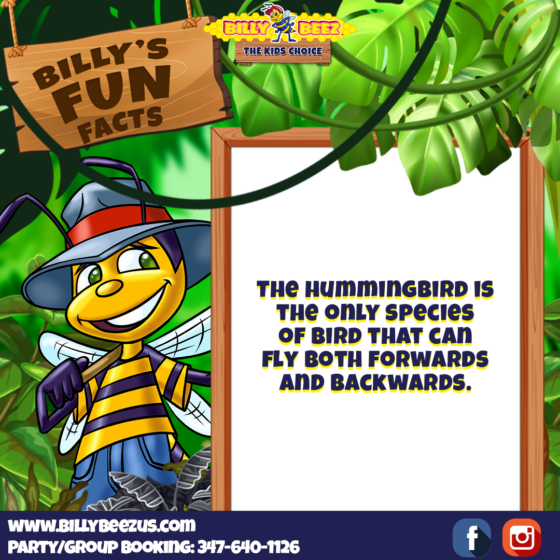 Billy's Fun Facts: The hummingbird is the only bird species that can fly both forwards and backwards. www.billybeezus.com Party/Group Booking: 347-640-1126