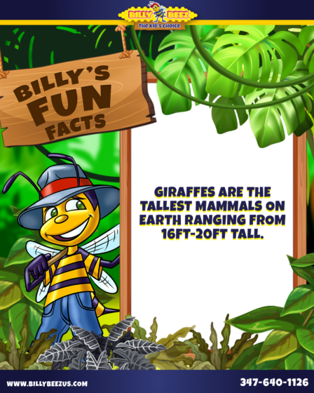 Billy Beez
The Kids Choice
Billy's Fun Facts
Giraffes are the tallest mammals on earth ranging from 16ft-20ft tall. 
www.billybeezus,com 347-640-1126