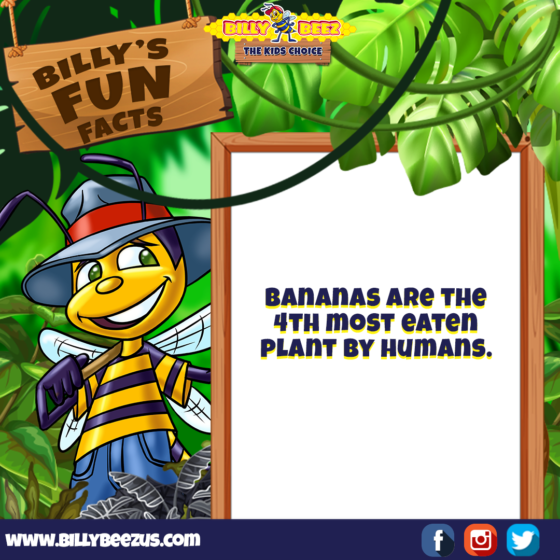 Billy's Fun Facts: Bananas are the 4th most eaten plant by humans. www.billybeezus.com Party/Group Booking: 347-640-1126