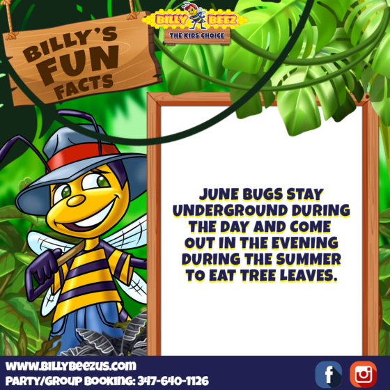 Billy's Fun Facts: June Bugs stay underground during the day and come out in the evening during the summer to eat tree leaves. www.billybeezus.com Party/Group Booking: 347-640-1126