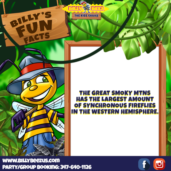 Billy Beez The Kids Choice Billy's Fun Fact The Great Smoky Mtns has the largest amount of synchronous fireflies in the Western Hemisphere. www.billybeezus.com Party/Group Booking: 347-640-1126