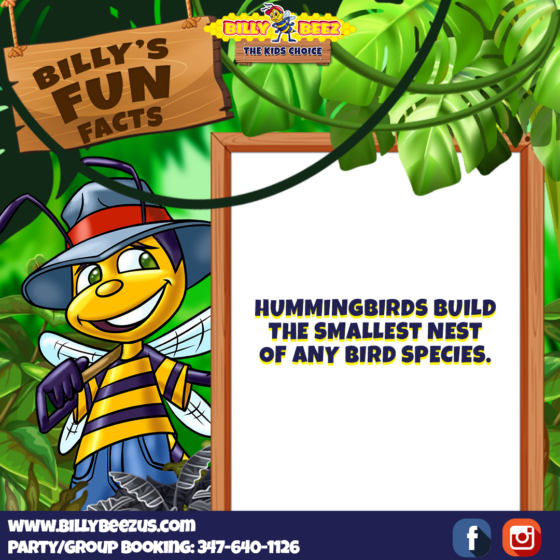 Billy Beez The Kids Choice Billy's Fun Facts Hummingbirds build the smallest nest of any bird species. www.billybeezus.com Party/Group Booking: 347-640-1126