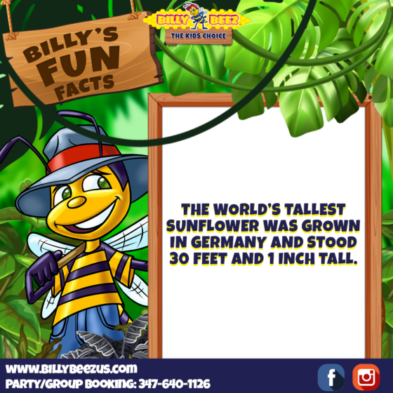 Billy Beez The Kids Choice Billy's Fun Facts The world's tallest sunflower was grown in Germany and stood 30 feet and 1 inch tall. www.billybeezus.com Party/Group Booking: 347-640-1126