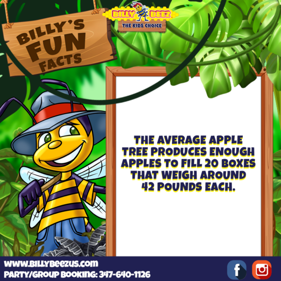 Billy Beez The Kids Choice Billy's Fun Facts The average apple tree produces enough apples to fill 20 boxes that weigh around 42 pounds each. www.billybeezus.com Party/Group Booking: 347-640-1126