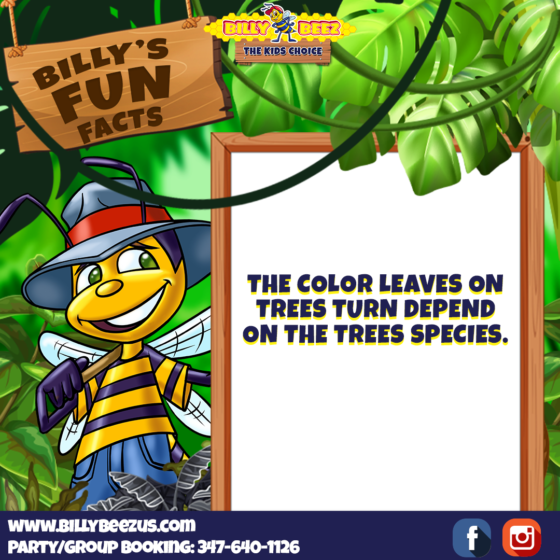 Billy's Fun Facts: The color leaves on trees turn depend on the trees species. www.billybeezus.com Party/Group Booking: 347-640-1126