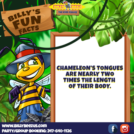 Billy's Fun Facts: Chameleon's tongues are enarly two times the length of their body. www.billybeezus.com Party/Group Booking: 347-640-1126