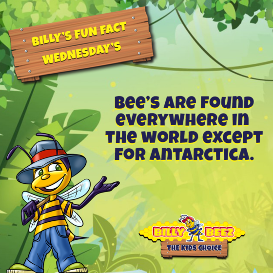 Billy's Fun Fact Wednesdays: Bee's are found everywhere in the world except for Antarctica. 