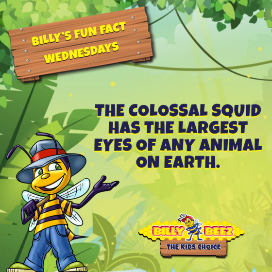 Billy's Fun Fact Wednesdays: The colossal squid has the largest eyes of any animal on earth. 