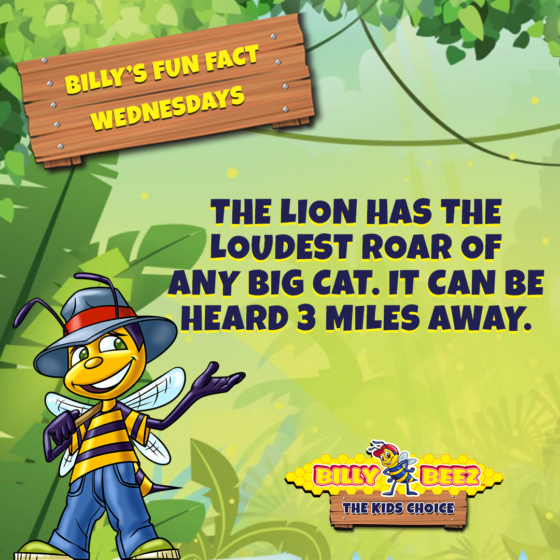 Billy's Fun Fact Wednesdays: The lion has the loudest roar of any big cat. It can be heard 3 miles away. 